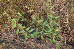 Ipomoea eriocarpa